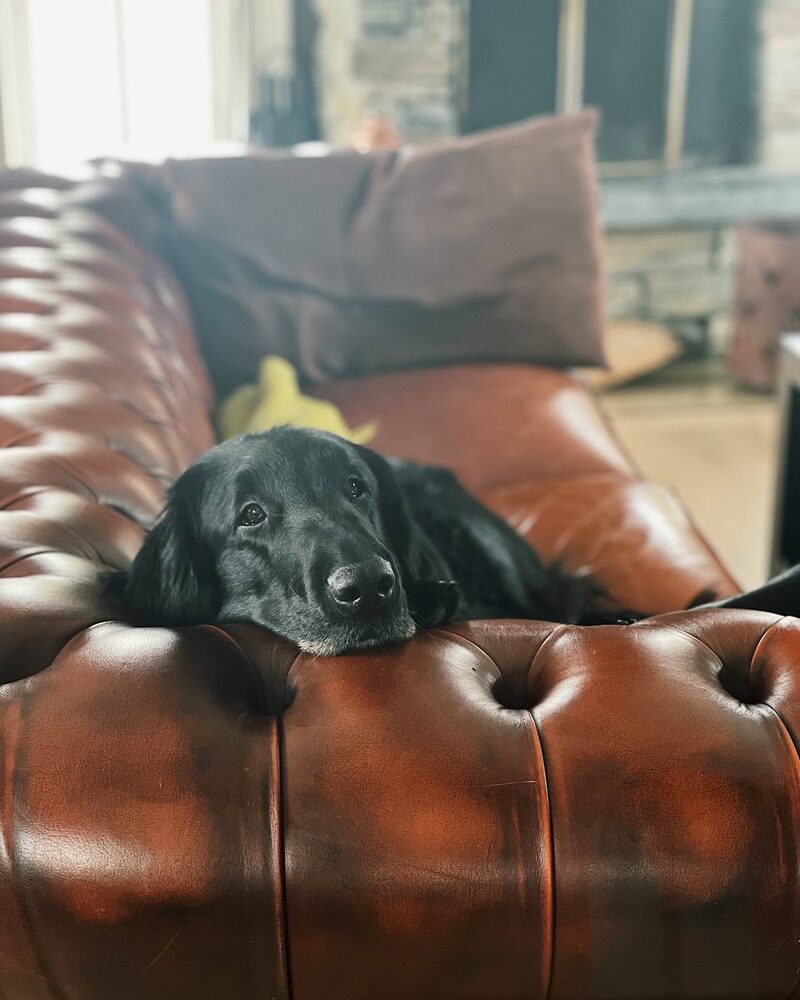Svart hund som ligger på en brun skinnsofa